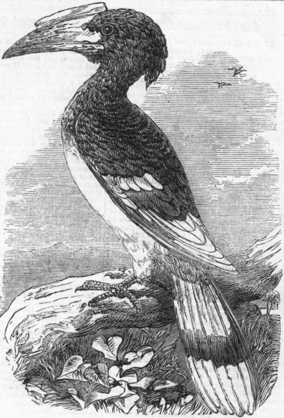 Associate Product BIRDS. The Hornbill(Buceros), antique print, 1859