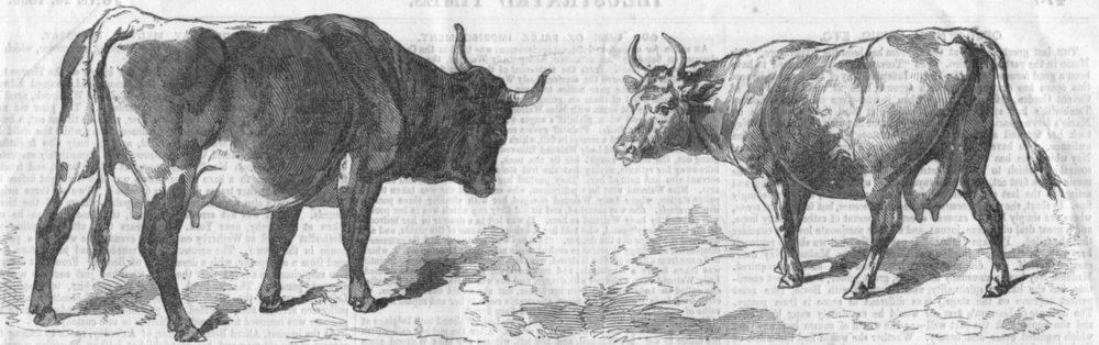 Associate Product AUSTRIA. Pinzgau cow; Paris Expo; Swiss, Canton Vaud, antique print, 1856