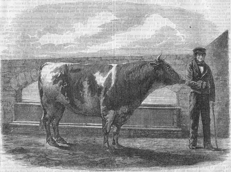 Associate Product YORKSHIRE. Jamie, bull breed, got prize gold medal, antique print, 1856