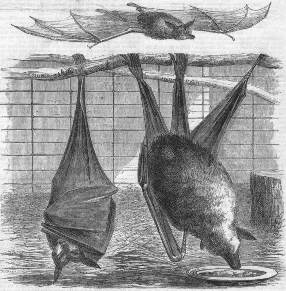 BATS. Flying-Foxes, Gdns of zoo, Regent's Park, antique print, 1856