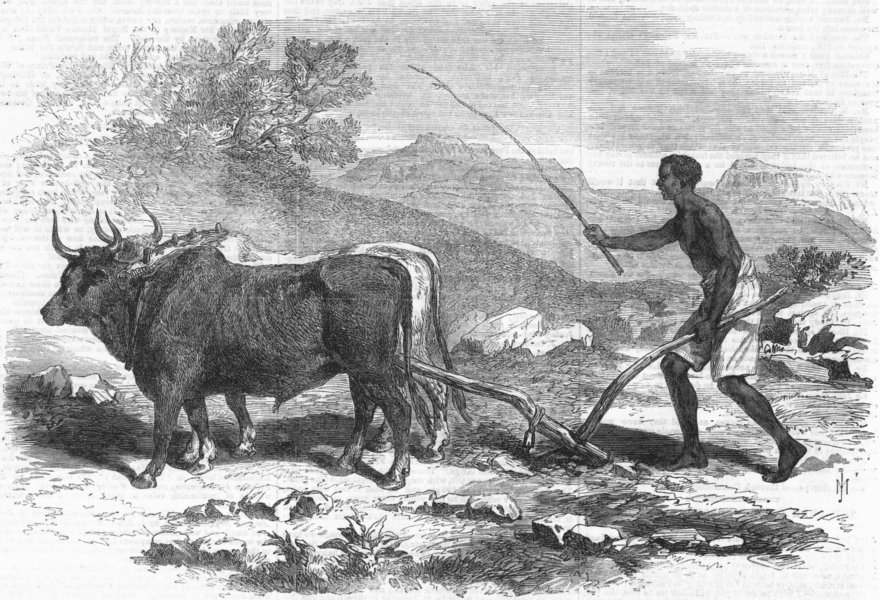 Associate Product ETHIOPIA. A native ploughing in the province of Tigray, antique print, 1868
