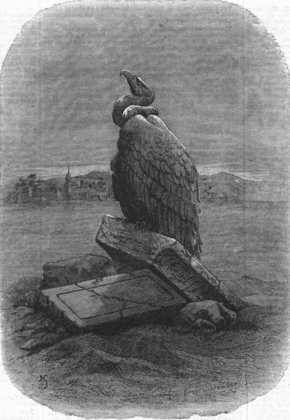 BIRDS. Purification(Griffon vulture). bird, antique print, 1868