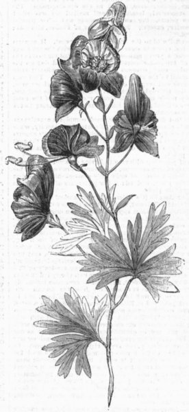 ACONITE. (Aconitum Napellus)Monkshood, Wolfsbane, antique print, 1856