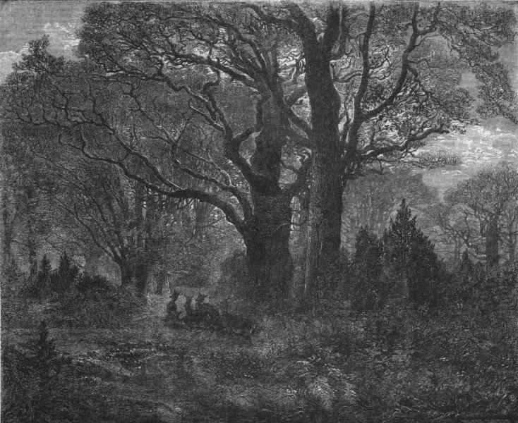 Associate Product LANDSCAPES. Forest in Autumn, antique print, 1858