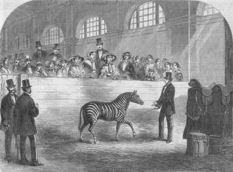 Associate Product ANIMALS. Rarey Tamed Zebra before Queen, antique print, 1858