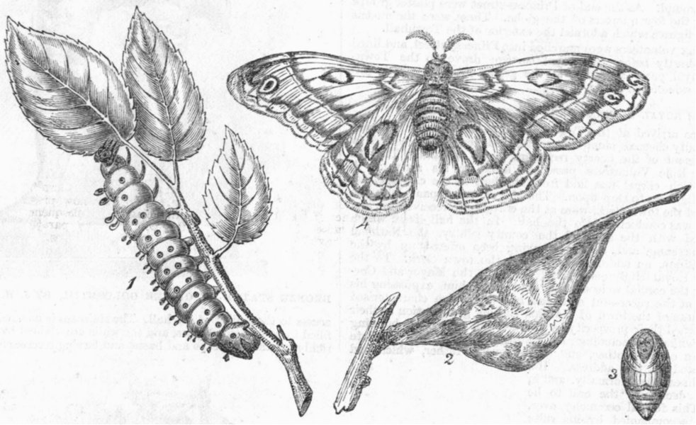 CANADIAN SILKWORM(ATTACUS CECROPIA). Caterpillar, antique print, 1863