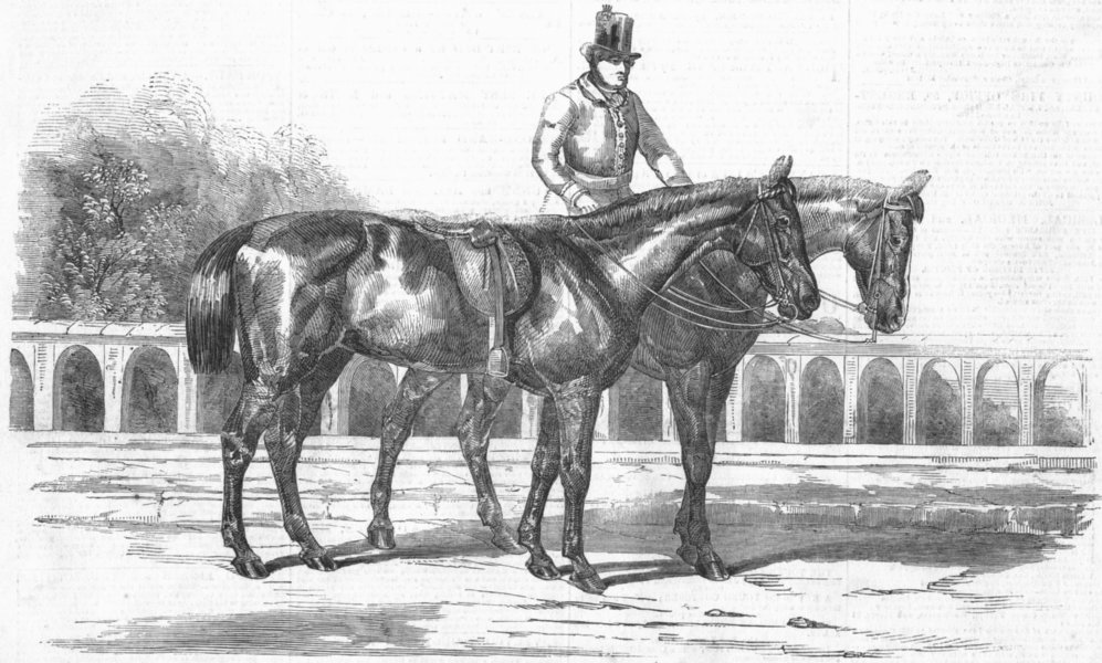 Associate Product ROYALTY. The Duke's horse, at Walmer, antique print, 1852