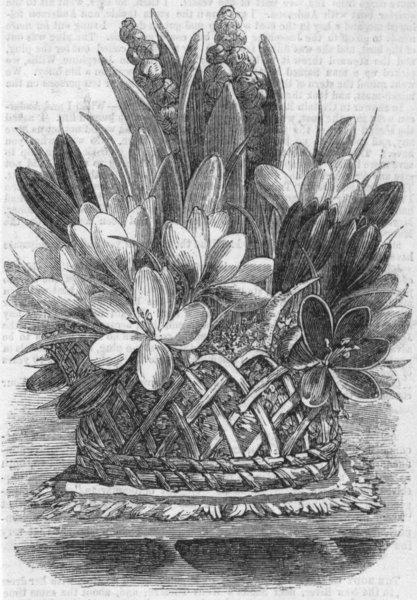 Associate Product DECORATIVE. Vase of Crocuses, antique print, 1856