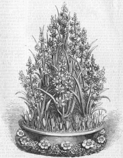 Associate Product FLOWERS. A cone of Hyacinths, antique print, 1856