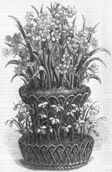 Associate Product FLOWERS. Polyanthus Narcissus, antique print, 1856
