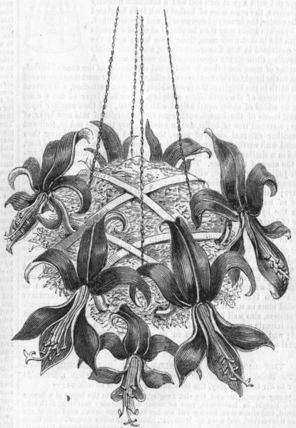 Associate Product FLOWERS. A cluster of Jacobea Lilies, antique print, 1856