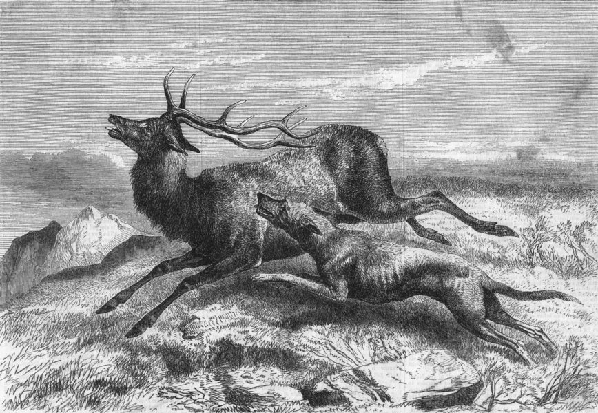Associate Product DEER. Deer-stalking. The chace, antique print, 1856