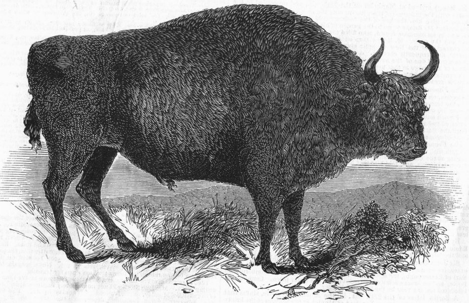 LONDON. European Bison, British Museum, antique print, 1845