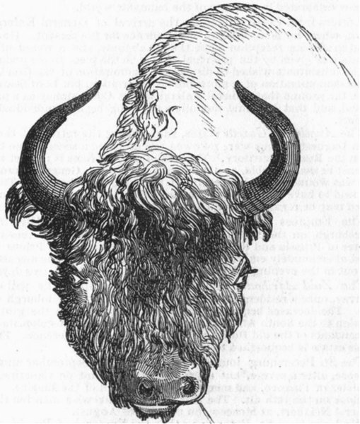 Associate Product UNGULATES. Head of European Bison, antique print, 1845