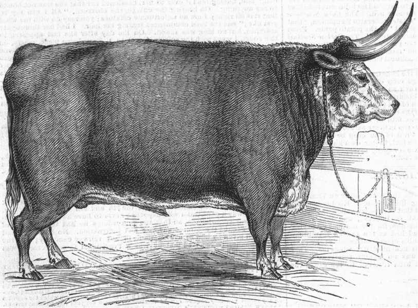 Associate Product HEREFORD. Smithfield club prize cows. Layton's 8 ox-, antique print, 1845