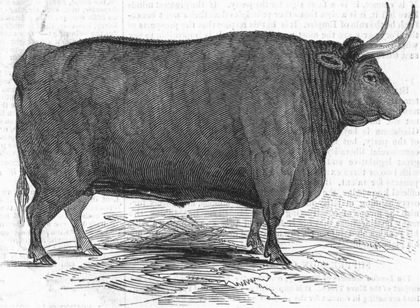 DEVON. Smithfield. Fouracre's steer-1st prize, class, antique print, 1845