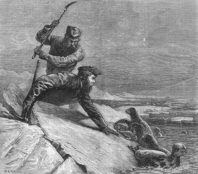 Associate Product ARCTIC. Seals & sealaskins-hunters killing, regions, antique print, 1874