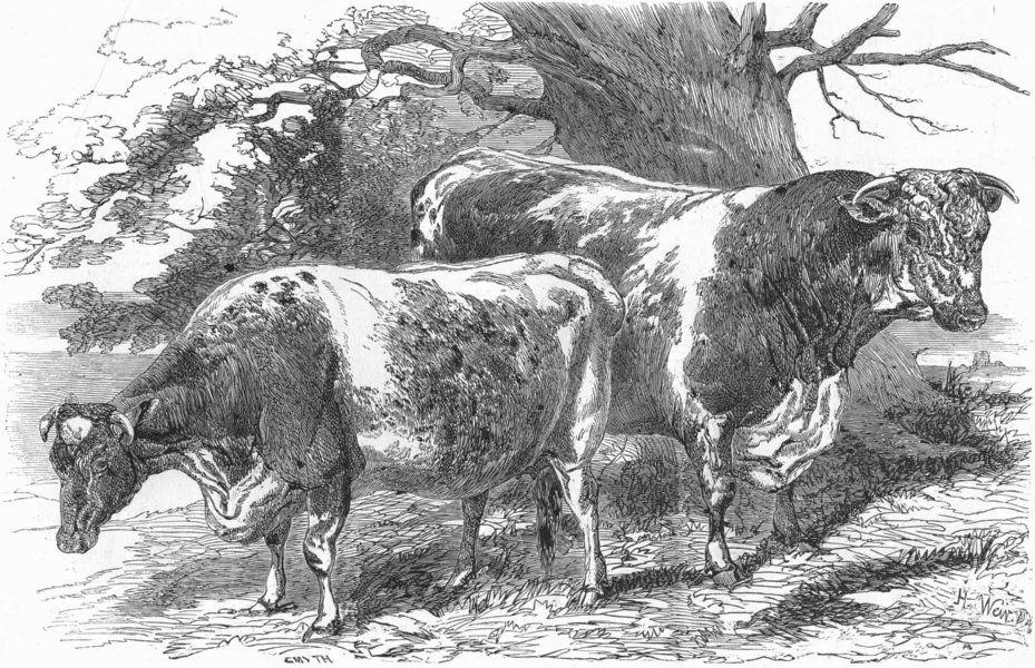 Associate Product COWS. Short-horns-prize Smith; -Lord Berners, antique print, 1853
