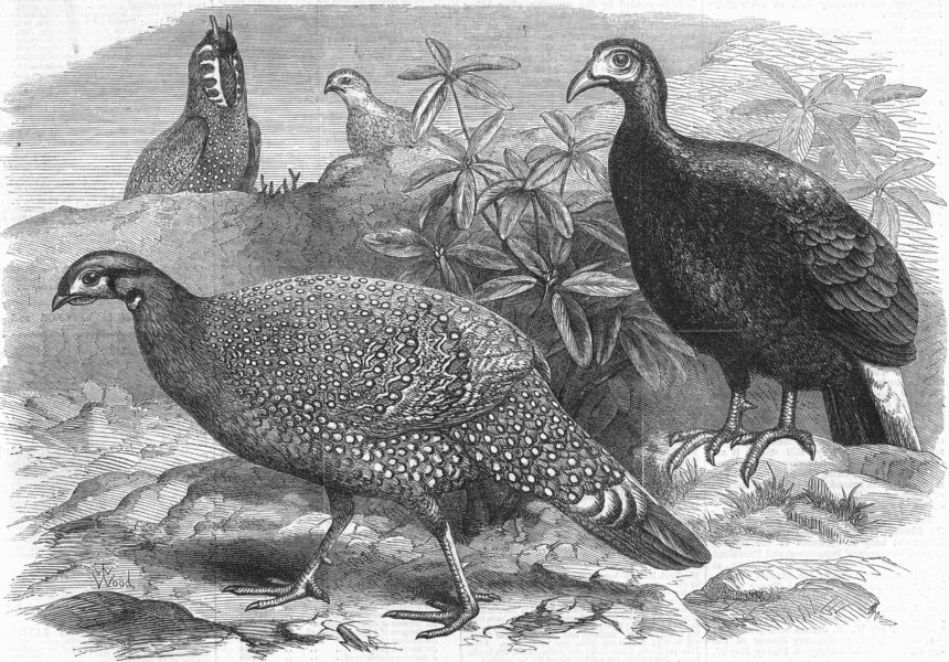BIRDS. Pheasants, antique print, 1870