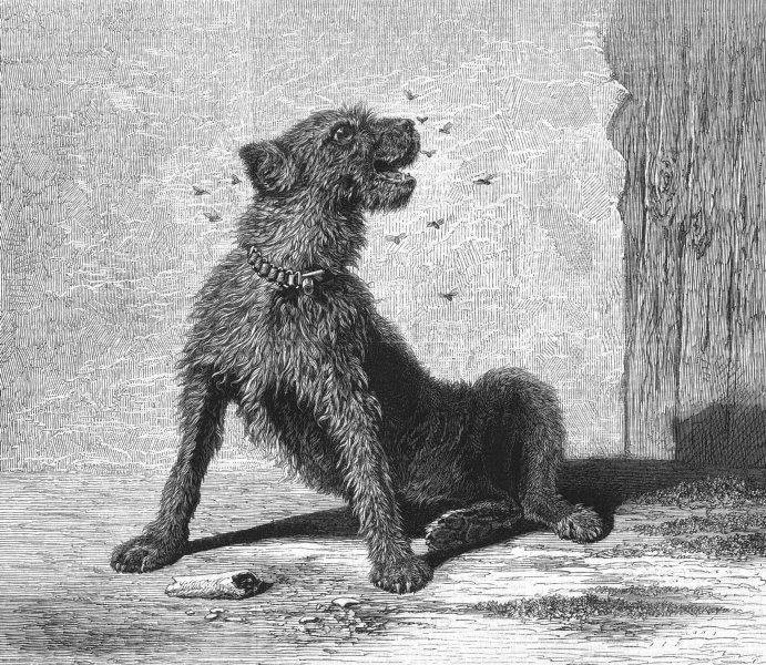 Associate Product DOGS. Catching flies, antique print, 1870