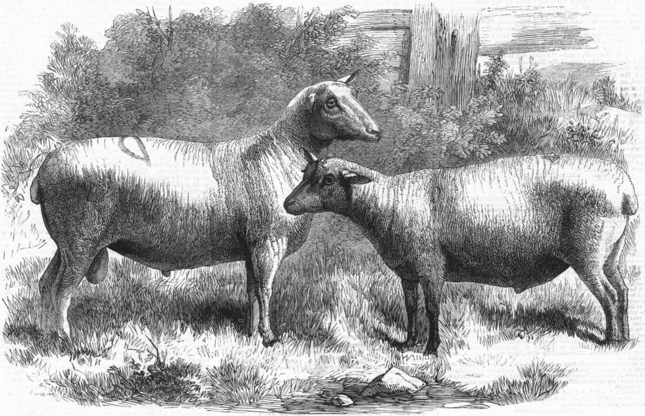 Associate Product SHEEP. Cotswold-Berrichon, Lalouel de Sourdeval, antique print, 1863