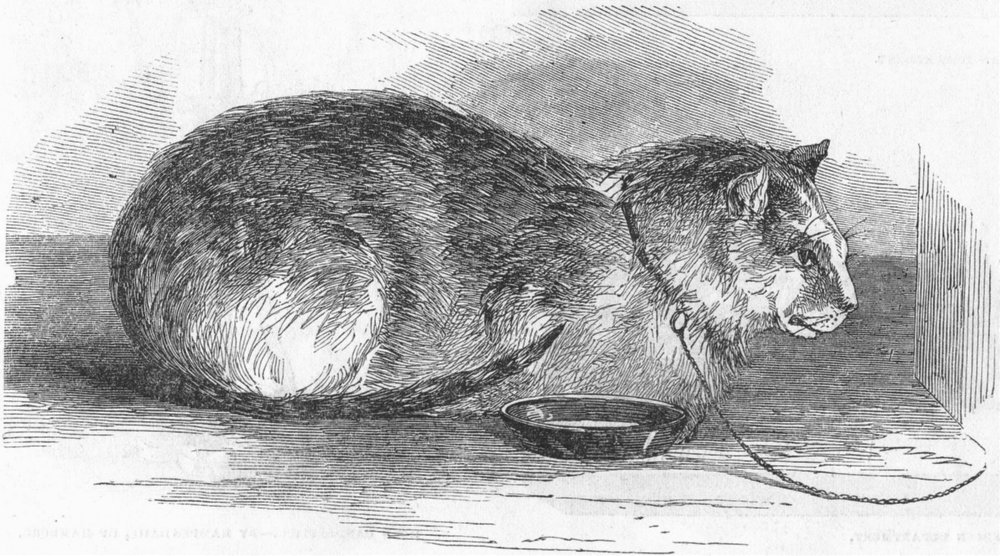 Associate Product CATS. Tortoiseshell Tom cat, antique print, 1851
