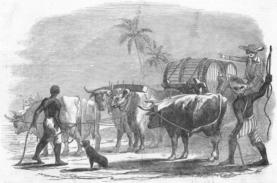 FARMING. Carting sugar for shipment, antique print, 1849