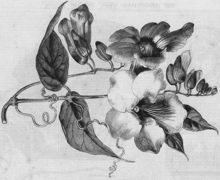 Associate Product INDIA. New stove climber from(Thunbergia Harrish), antique print, 1858