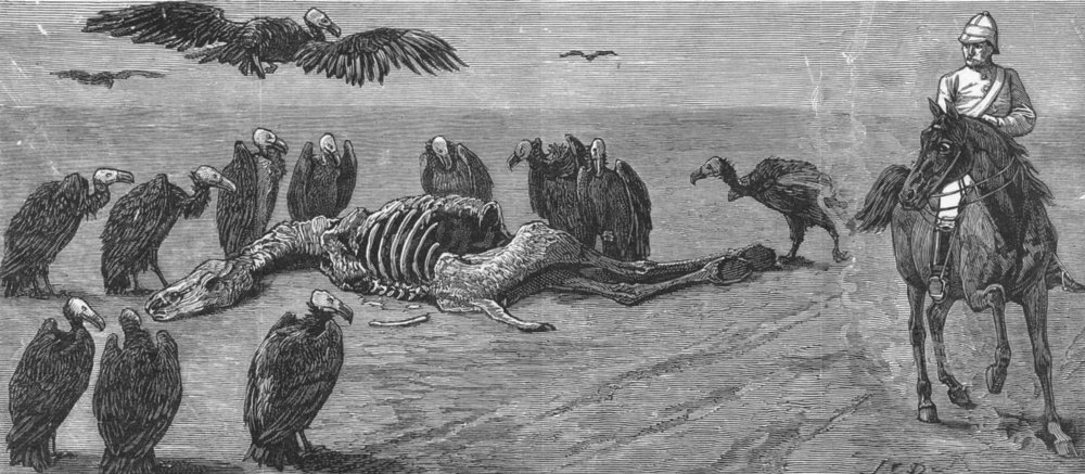 MUMBAI. division-road to front. vultures feast, antique print, 1879