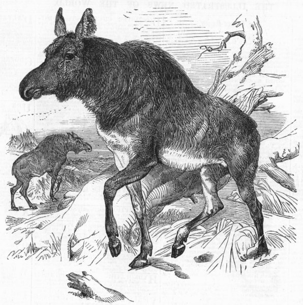 Associate Product LONDON. Elk, zoo, Regent's Park, antique print, 1858