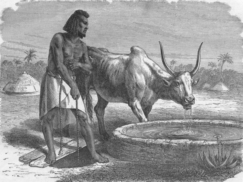 Associate Product ERITREA. Samhar peasant at a well 1880 old antique vintage print picture