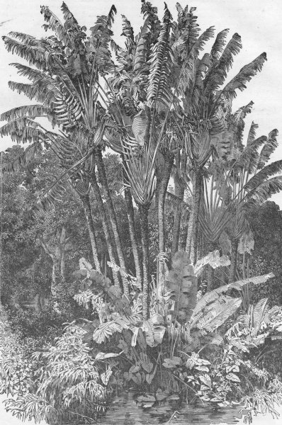 Associate Product MADAGASCAR. Ravenal Trees 1880 old antique vintage print picture