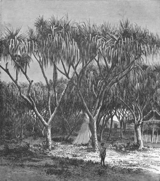 Associate Product MADAGASCAR. Vacoa, or-pine of 1880 old antique vintage print picture