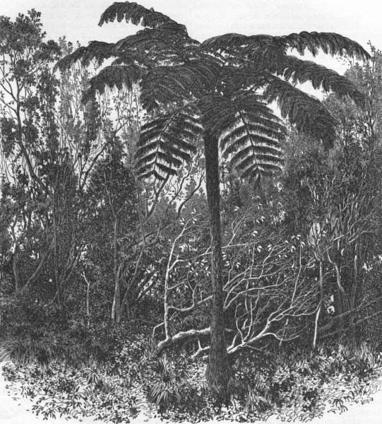 Associate Product MADAGASCAR. Tree-Fern-Madagascar 1880 old antique vintage print picture
