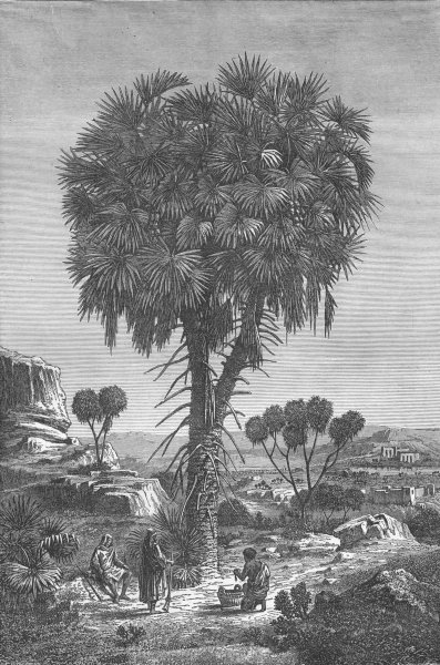 SUDAN. Doum Palm, of the Soudan 1880 old antique vintage print picture