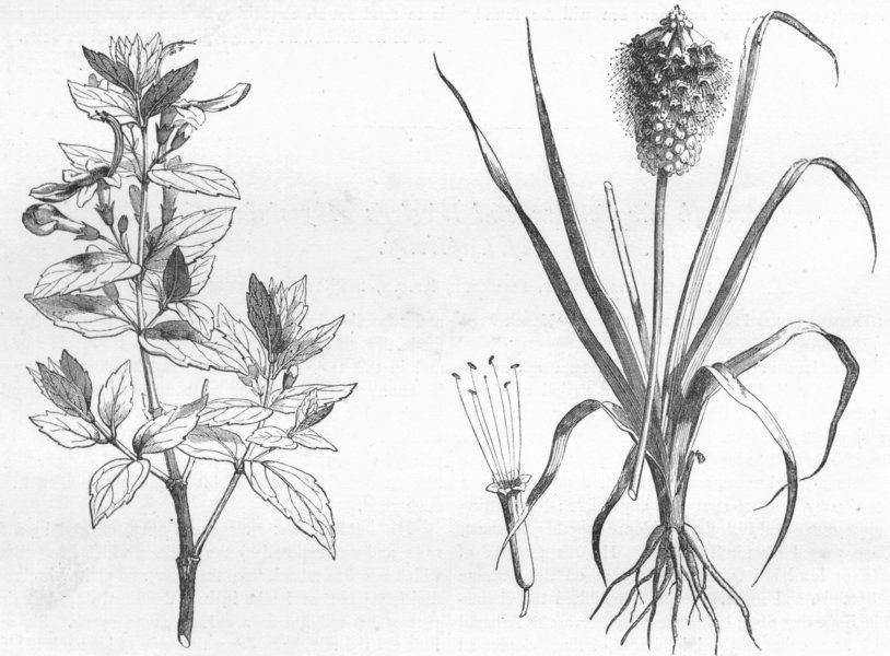 Associate Product ETHIOPIA. Flowers. Teucrium; Obitus Abyssinicus 1880 old antique print picture