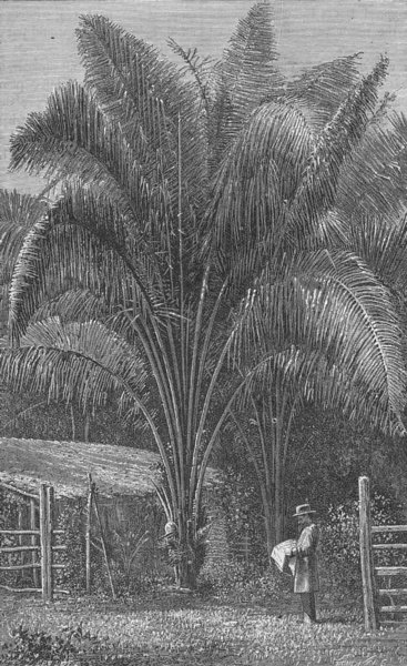 CENTRAL AMERICA. Palms of Tropical. Inaja Palm 1880 old antique print picture