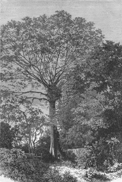 Associate Product BRAZIL. Samauma Tree of Amazonian Forests 1880 old antique print picture