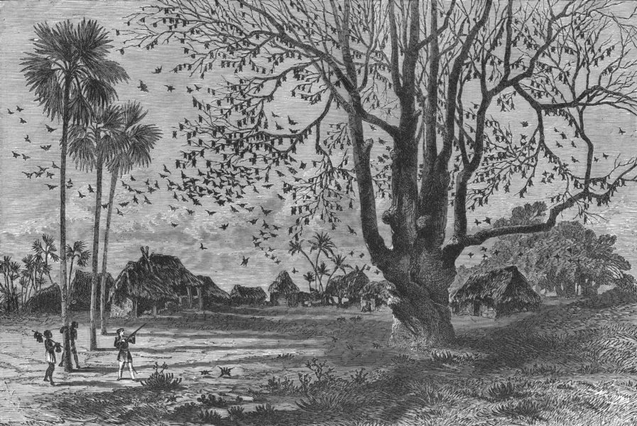 BENIN. Tree of bats, Ouidah 1880 old antique vintage print picture