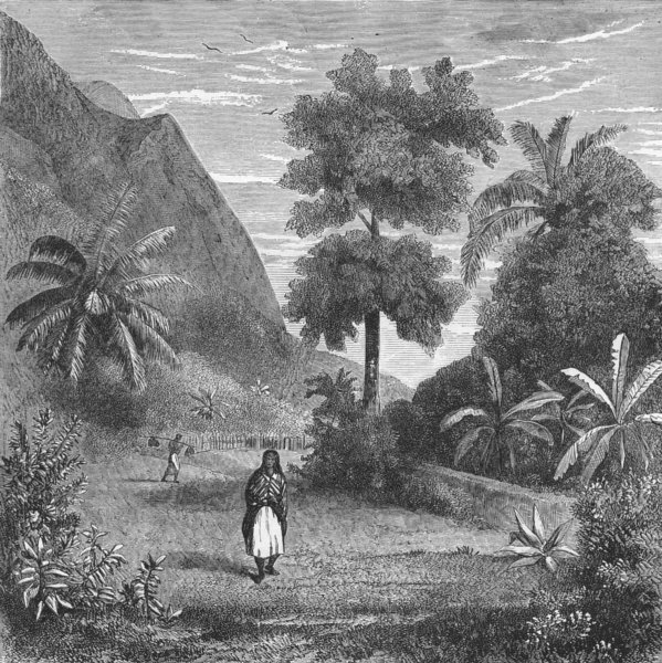 POLYNESIA. Vegetation of Tahiti 1880 old antique vintage print picture
