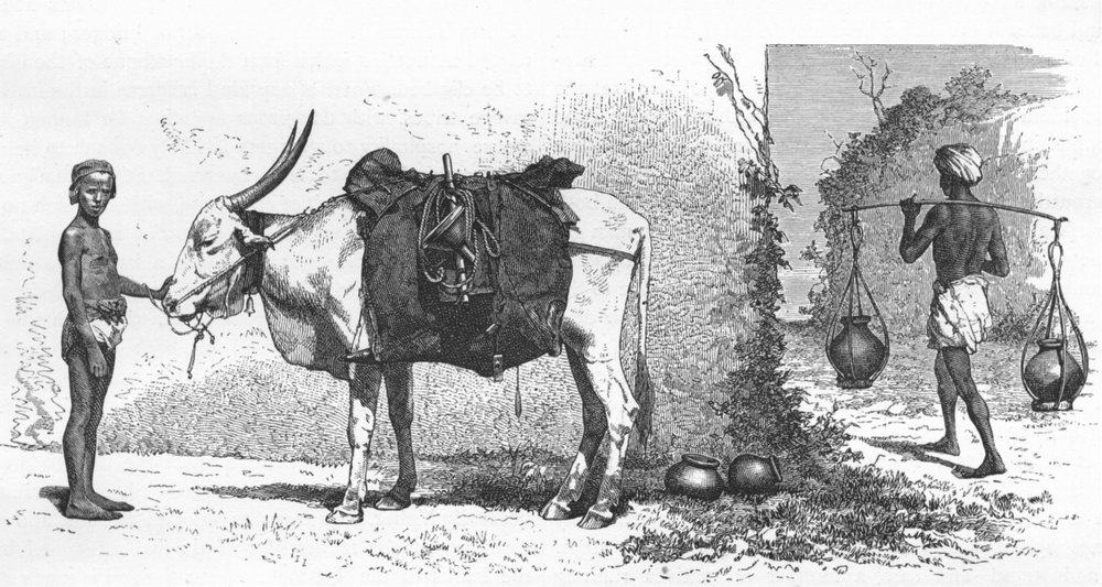 Associate Product INDIA. Himalayas. Baggage-Animal, India 1880 old antique vintage print picture