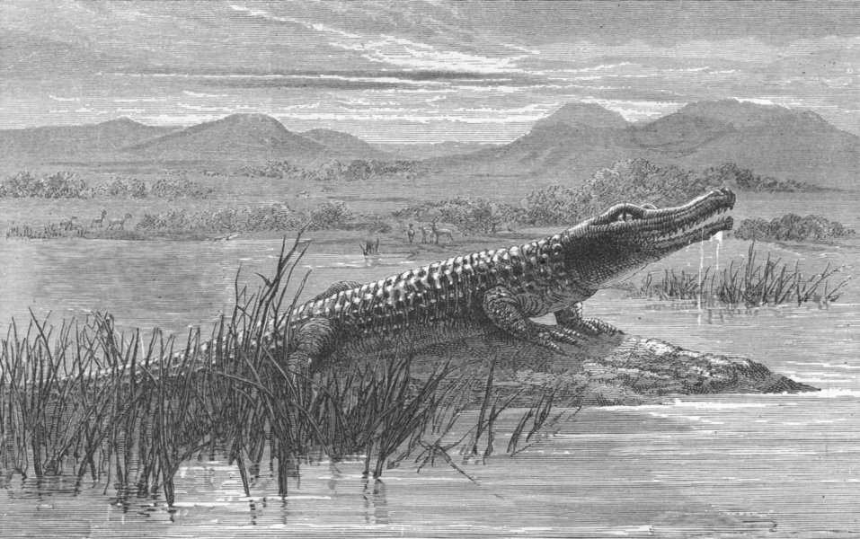 Associate Product SOUTH AFRICA. African Colony. Crocodile 1880 old antique vintage print picture