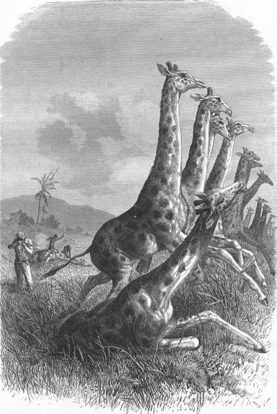 Associate Product SOUTH AFRICA. African Colony IV. Hunting giraffe 1880 old antique print