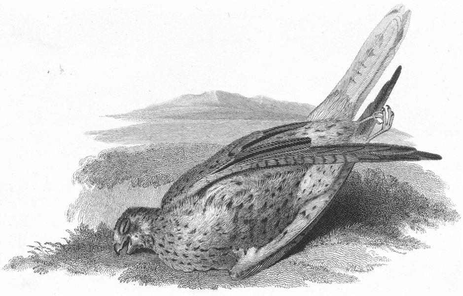BIRDS. Hawk 1829 old antique vintage print picture