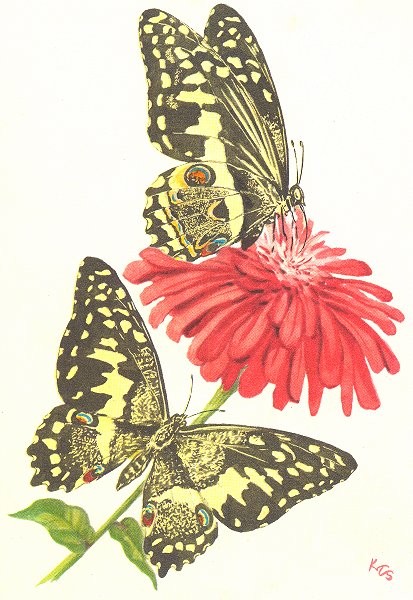 BUTTERFLIES. Citrus Swallowtail zinnia flower pink c1980 old vintage print