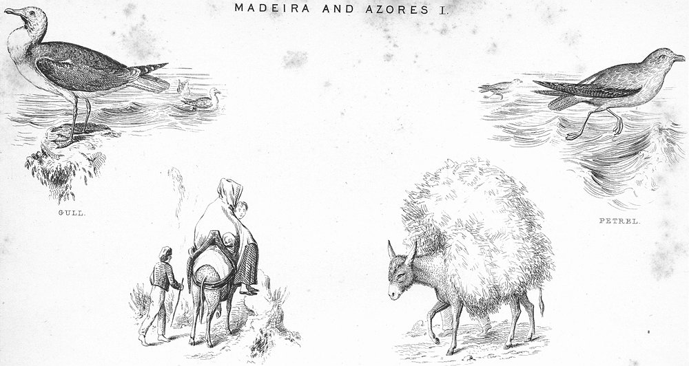 Associate Product MADEIRA. Azores. Gull; market-Fayal; Petrel; donkey c1849 old antique print