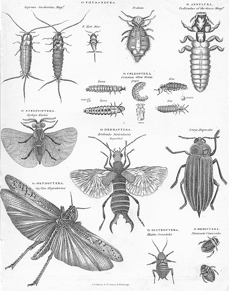 Associate Product INSECTS. Natural history II Insects I c1849 old antique vintage print picture