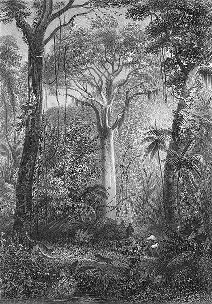 BRAZIL. Forest. Rhind Flora Fauna Man shooting 1872 old antique print picture
