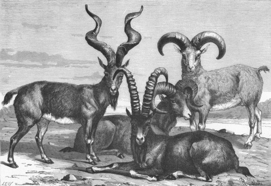 OVIS AMMON. Ibex Siberica-Nahura-Markhov Ram c1885 old antique print picture