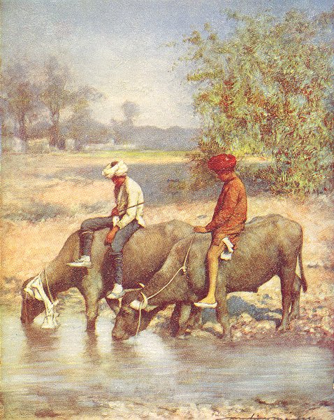 Associate Product INDIA. Leisure hours. Water buffalo 1905 old antique vintage print picture
